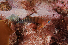 Notoclinops segmentatus