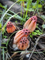 Colus hirudinosus