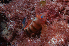 Notoclinops segmentatus