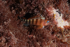 Notoclinops segmentatus