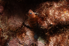 Notoclinops segmentatus