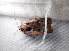 Parabagrotis exsertistigma