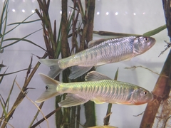 Opsariichthys bidens