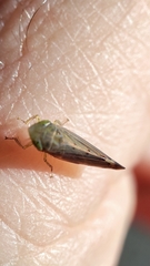 Synophropsis lauri