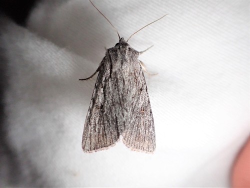 Sympistis major