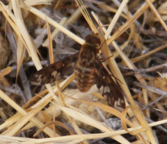 Poecilanthrax interruptus