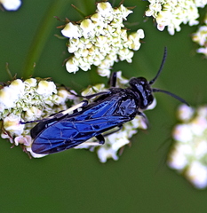 Tenthredo costata