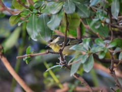 Periparus venustulus