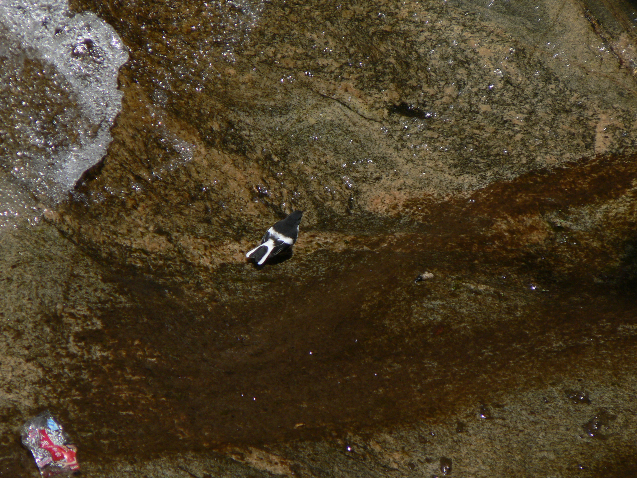 Little Forktail