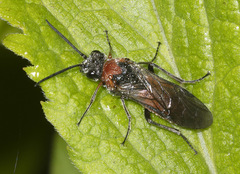 Selandriinae