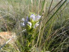 Psoralea pungens