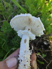 Amanita echinocephala
