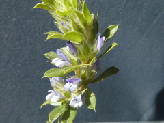 Psoralea pungens