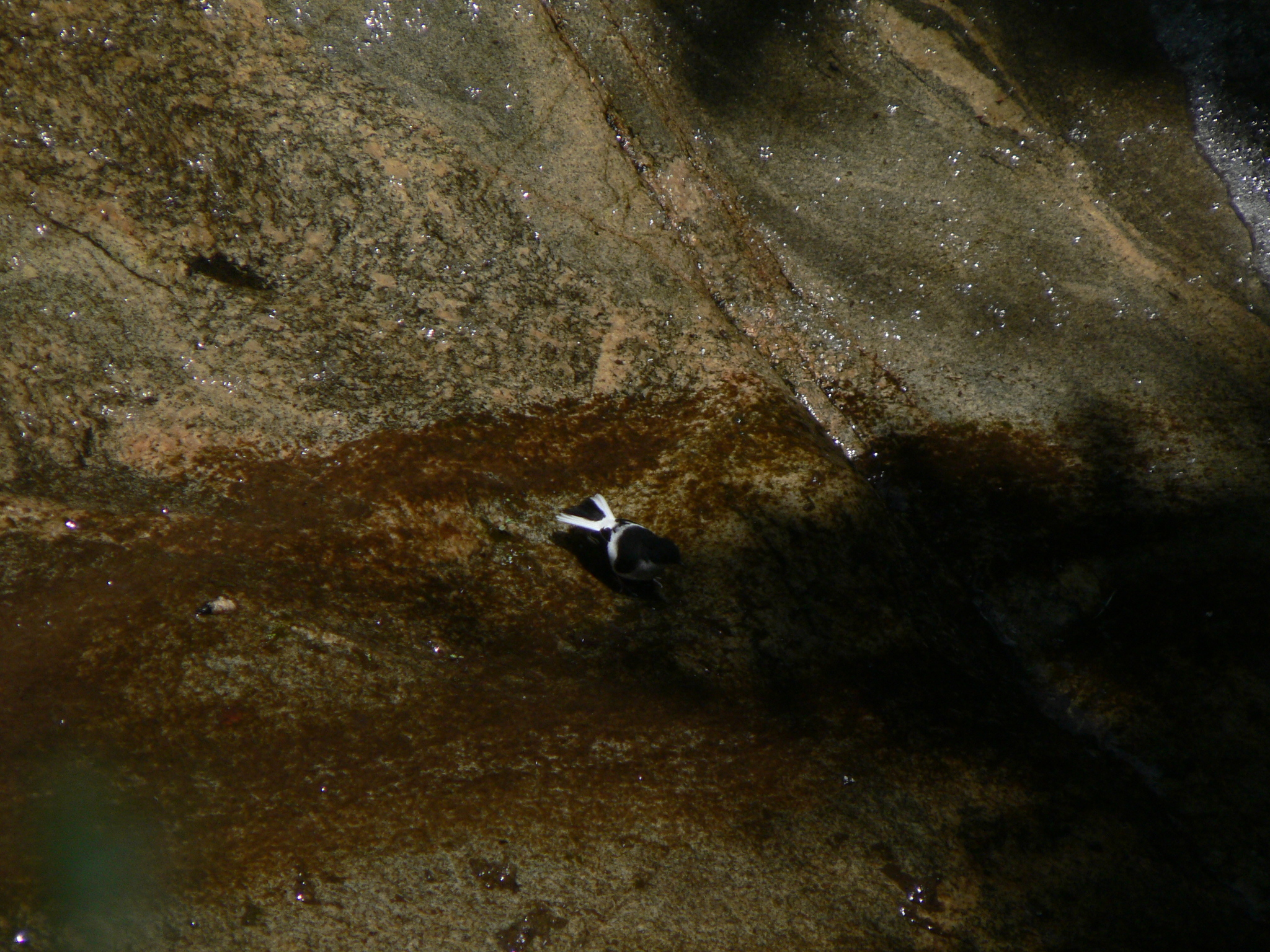 Little Forktail