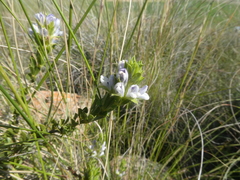 Psoralea pungens