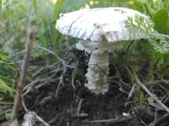 Amanita echinocephala