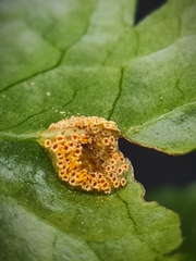 Puccinia recondita