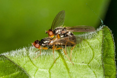 Chamaepsila