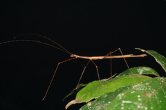 Sipyloidea larryi