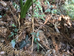 Anoectochilus formosanus