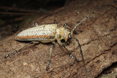Rosenbergia megalocephala