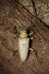 Rosenbergia megalocephala