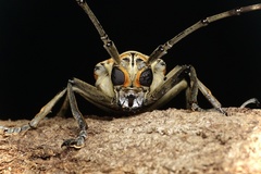 Rosenbergia megalocephala