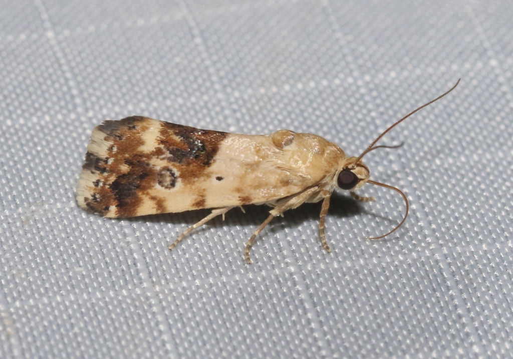 Ponometia nannodes