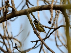 Periparus venustulus