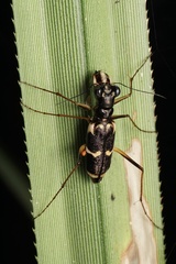Distipsidera