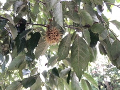 Castanopsis formosana