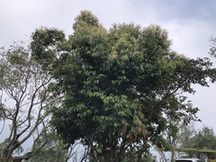 Castanopsis formosana