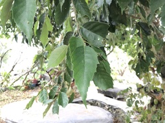 Castanopsis formosana