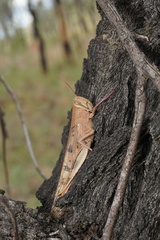 Austracris basalis