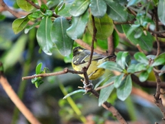 Periparus venustulus