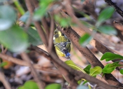 Periparus venustulus