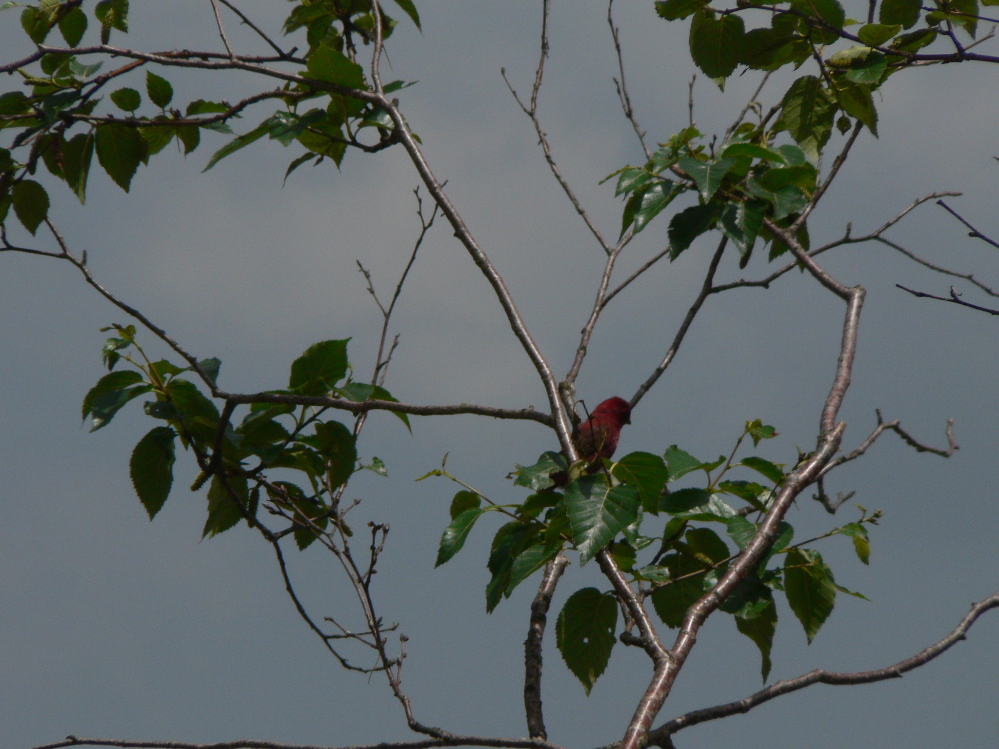 Vinaceous Rosefinch
