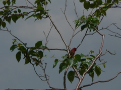 Carpodacus vinaceus