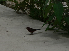 Carpodacus vinaceus