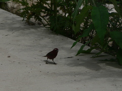 Carpodacus vinaceus