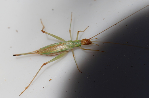 Cape Thermometer Cricket photo 3