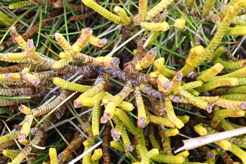 Veronica lycopodioides