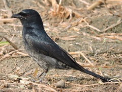 Dicrurus macrocercus