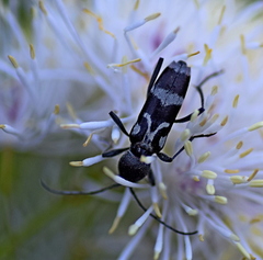 Chlorophorus figuratus