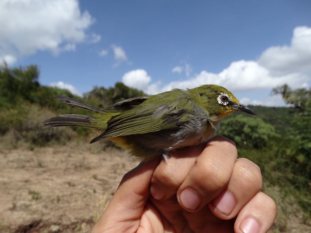 Kafa White-Eye