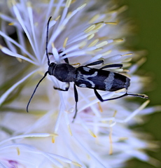 Chlorophorus figuratus