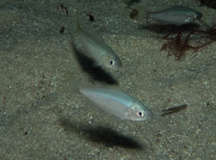 Caesioscorpis theagenes