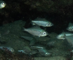 Caesioscorpis theagenes