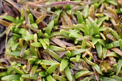 Abrotanella caespitosa