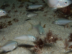 Caesioscorpis theagenes